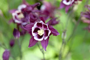 Aquilegia caerulea P9 - afbeelding 5