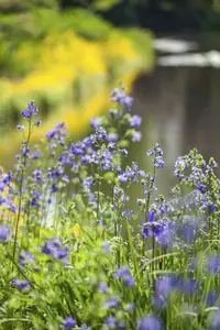polemonium caeruleum P9 - afbeelding 2