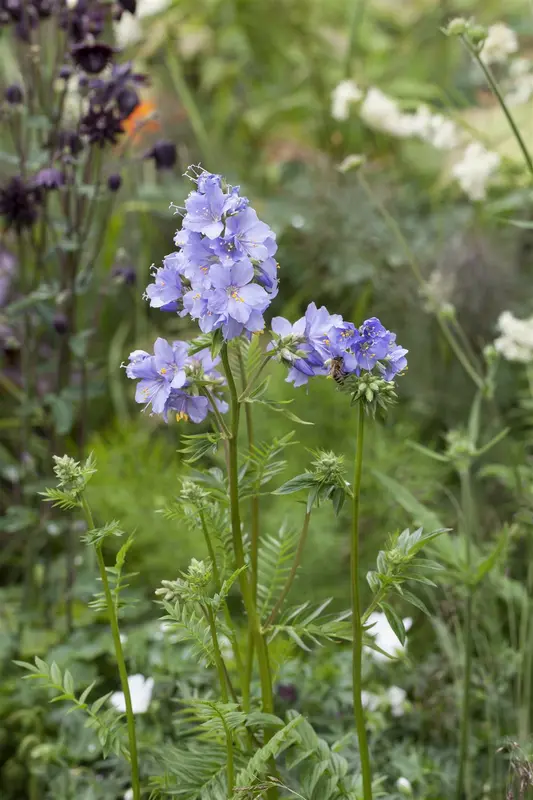 polemonium caeruleum P9 - afbeelding 5