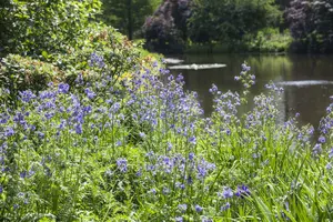 polemonium caeruleum P9 - afbeelding 3