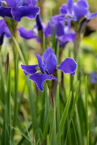 iris sib. 'caesar's brother' P9