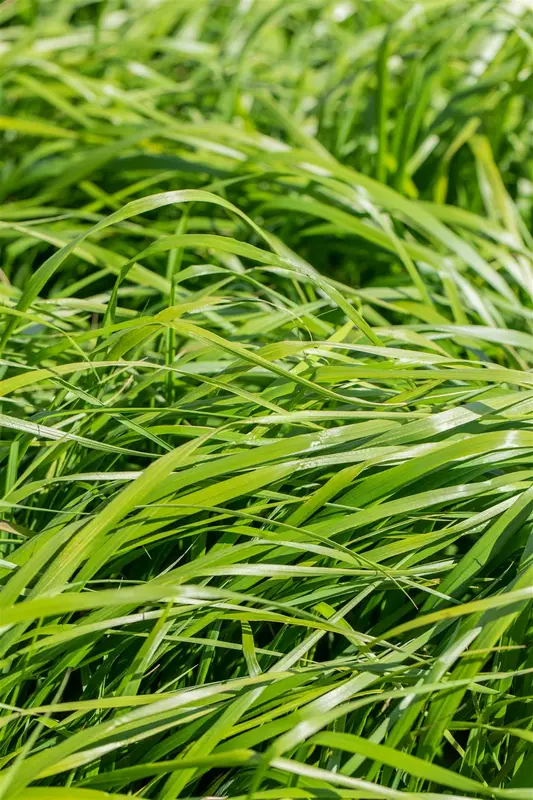 Calamagrostis acut. 'Waldenbuch' C3 - afbeelding 5