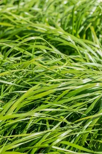 Calamagrostis acut. 'Waldenbuch' C3 - afbeelding 5