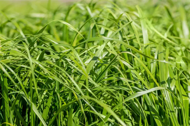 Calamagrostis acut. 'Waldenbuch' C3 - afbeelding 3