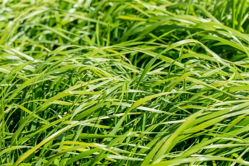 Calamagrostis acut. 'Waldenbuch' C3 - afbeelding 4