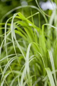 Calamagrostis brachytricha ( stipa brachytricha) BIOPOT   P8
