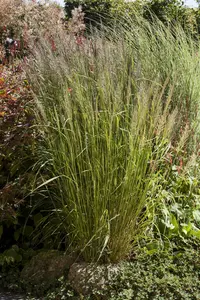 Calamagrostis brachytricha ( stipa brachytricha) BIOPOT   P8 - afbeelding 2