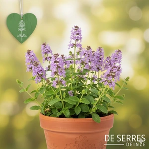 Calamintha nepeta 'Lila Riese' P9