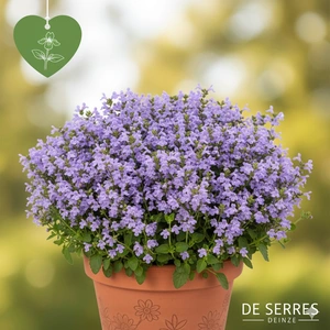 Calamintha nepeta 'Marvelette Blue' P9