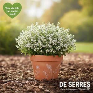 Calamintha nepeta 'White Cloud' P9