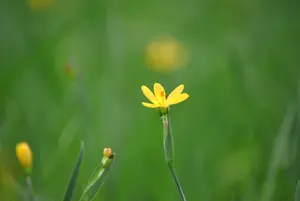 sisyrinchium californicum P9