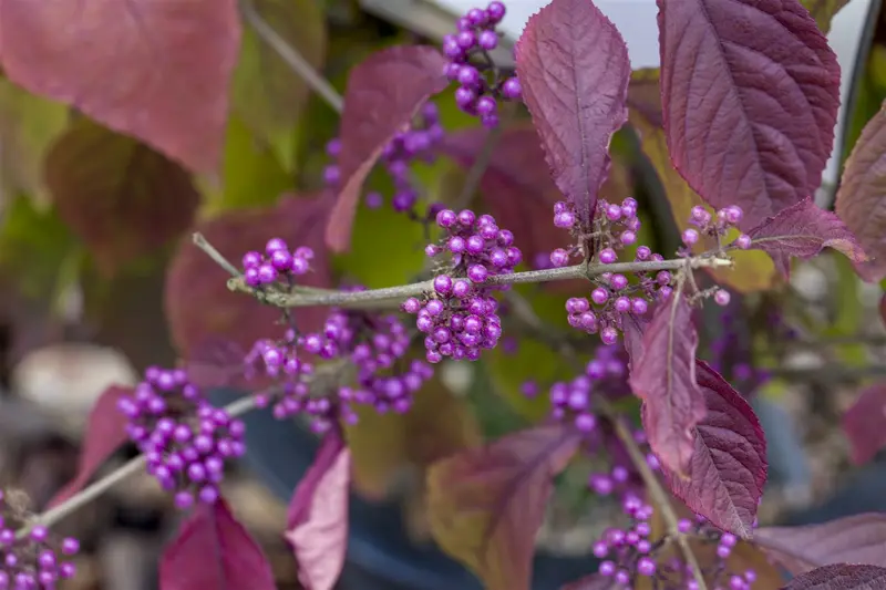 Callicarpa bodinieri 'Profusion' 100-125 KLUIT - afbeelding 1