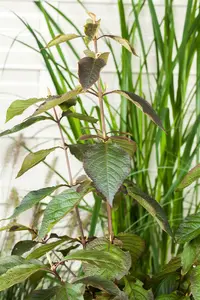 Callicarpa bodinieri 'Profusion' 175-200   DKL - afbeelding 5