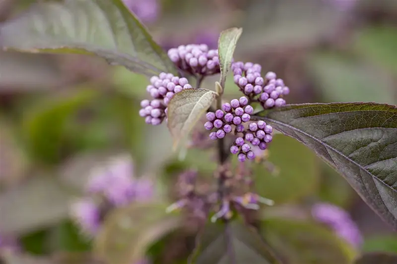 Callicarpa bodinieri 'Profusion' 175-200   DKL - afbeelding 3