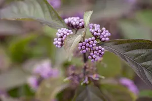 Callicarpa bodinieri 'Profusion' 175-200   DKL - afbeelding 3