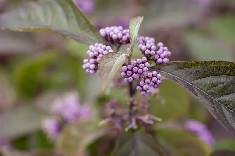 Profusion - afbeelding 3
