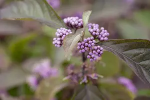 Profusion - afbeelding 3