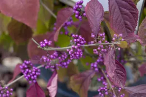 Callicarpa bodinieri 'Profusion' 60- 80   KLUIT - afbeelding 1