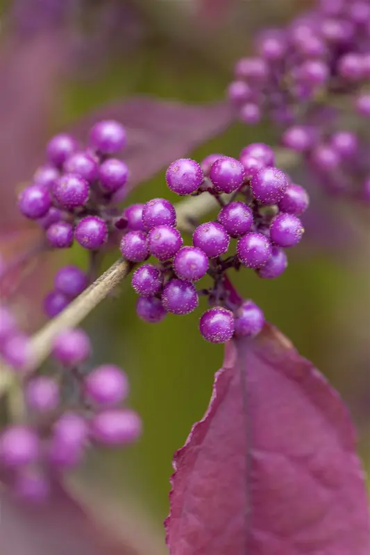 Callicarpa bodinieri 'Profusion' 80-100 KLUIT - afbeelding 2