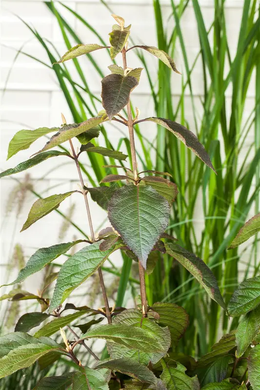 Callicarpa bodinieri 'Profusion' 80-100 KLUIT - afbeelding 5