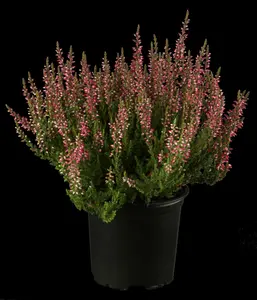 Calluna vulgaris roze/rose 10- 12   P10,5 - afbeelding 4