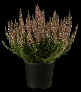 Calluna vulgaris roze/rose 10- 12   P10,5 - afbeelding 1