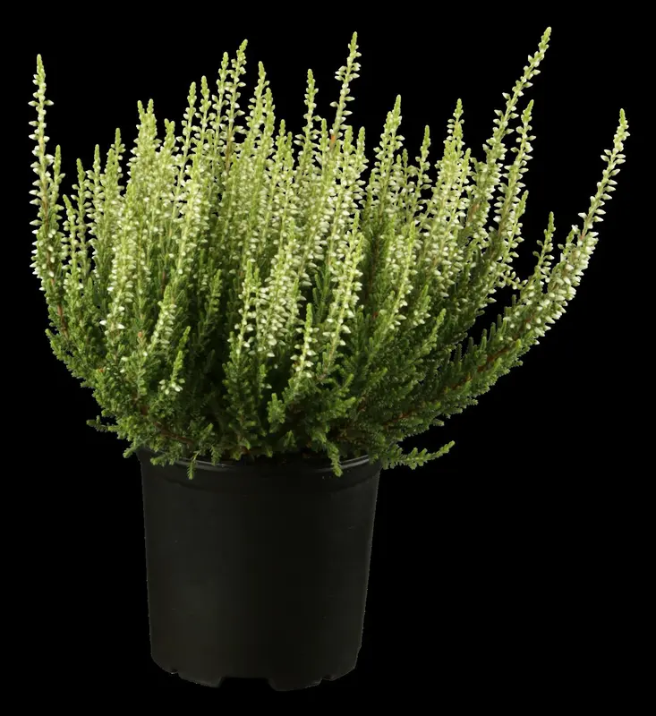 Calluna vulgaris roze/rose 10- 12   P10,5 - afbeelding 3