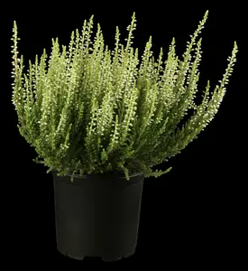 Calluna vulgaris roze/rose 10- 12   P10,5 - afbeelding 3