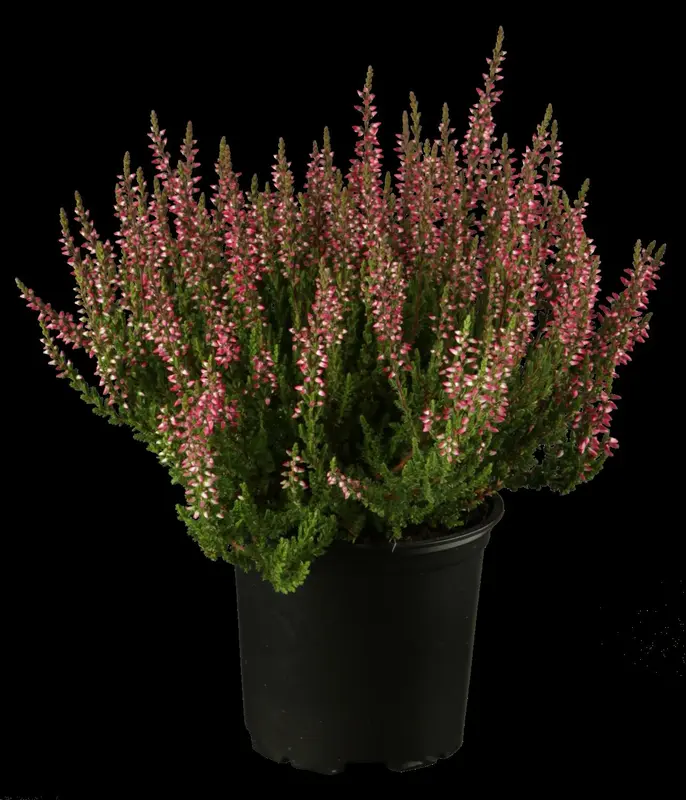 Calluna vulgaris roze/rose 15- 20   C1,3 - afbeelding 4