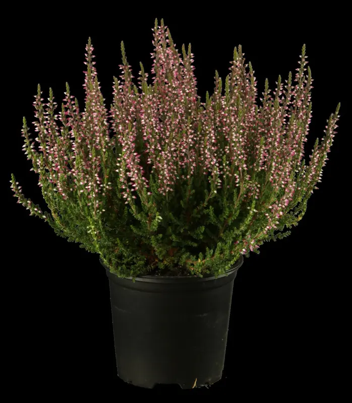 Calluna vulgaris roze/rose 15- 20   C1,3 - afbeelding 1