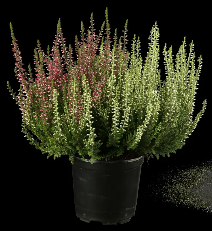 Calluna vulgaris roze/rose 15- 20   C1,3 - afbeelding 2