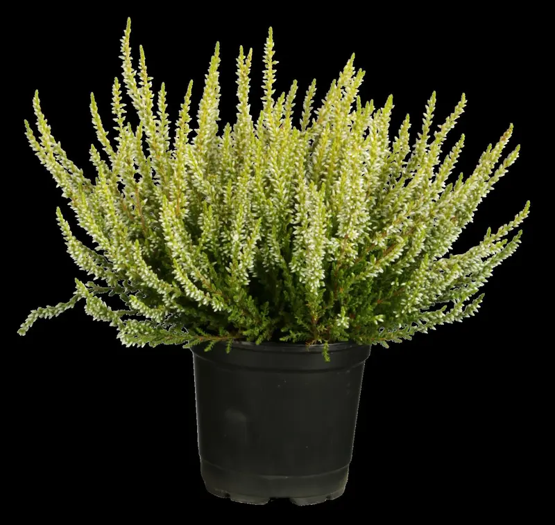 Calluna vulgaris roze/rose 15- 20   C1,3 - afbeelding 5