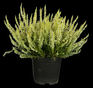 Calluna vulgaris roze/rose 15- 20   C1,3 - afbeelding 5
