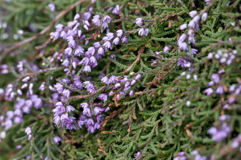 Calluna vulgaris wit/blanc 10- 12   P10,5 - afbeelding 3