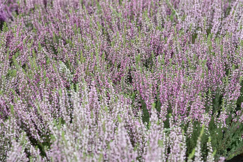 Calluna vulgaris wit/blanc 10- 12   P10,5 - afbeelding 4