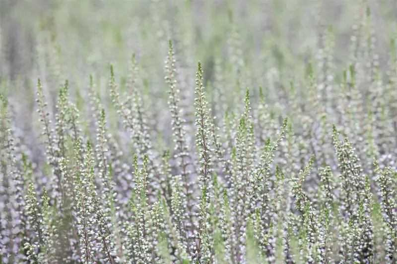 Calluna vulgaris wit/blanc 10- 12   P10,5 - afbeelding 5