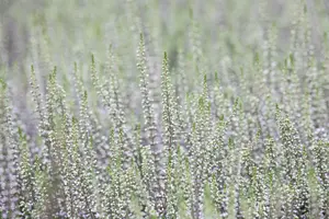 Calluna vulgaris wit/blanc 10- 12   P10,5 - afbeelding 5