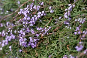 Calluna vulgaris wit/blanc 15- 20   C1,3 - afbeelding 3