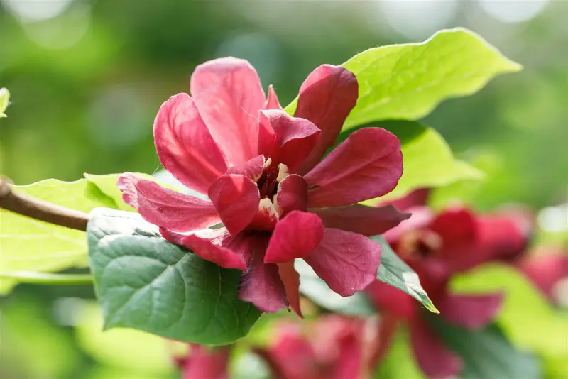 Calycanthus 'Aphrodite' 100-125   C15