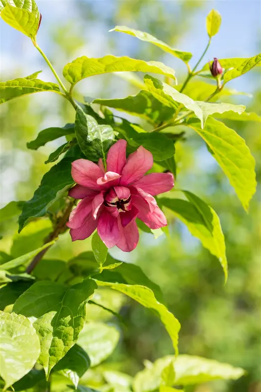 Calycanthus floridus (c. fertilis) 150-175   C35 - afbeelding 4
