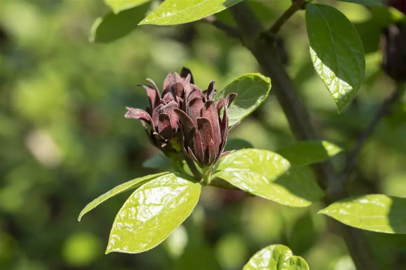 Calycanthus floridus (c. fertilis) 150-175   C35 - afbeelding 2