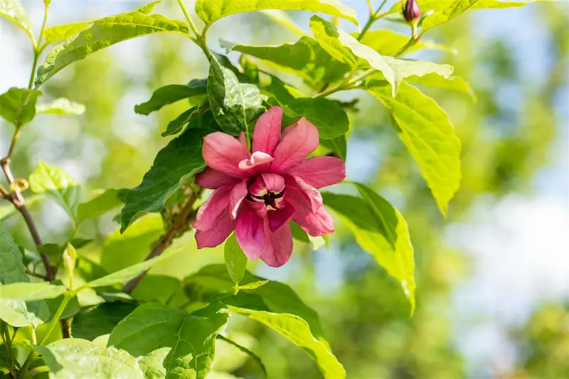 Calycanthus floridus (c. fertilis) 150-175   C35 - afbeelding 5