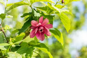 Calycanthus floridus (c. fertilis) 150-175   C35 - afbeelding 5