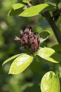 calycanthus floridus (c. fertilis) (80-100 cm) - afbeelding 2