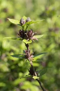 calycanthus floridus (c. fertilis) (80-100 cm) - afbeelding 4