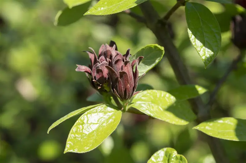 calycanthus floridus (c. fertilis) (80-100 cm) - afbeelding 3