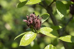 calycanthus floridus (c. fertilis) (80-100 cm) - afbeelding 3