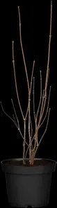 calycanthus floridus (c. fertilis) (80-100 cm) - afbeelding 5