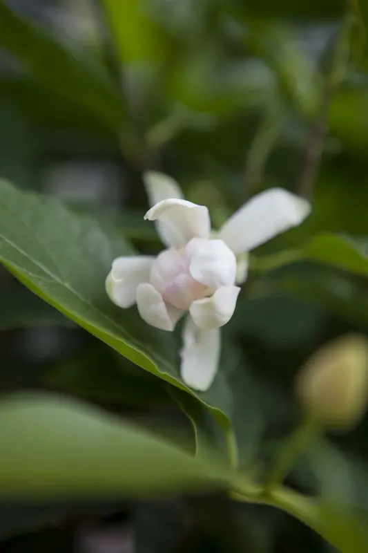 Calycanthus 'Venus' 60-100   C12 - afbeelding 1