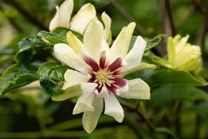 Calycanthus 'Venus' 60-100   C12 - afbeelding 3